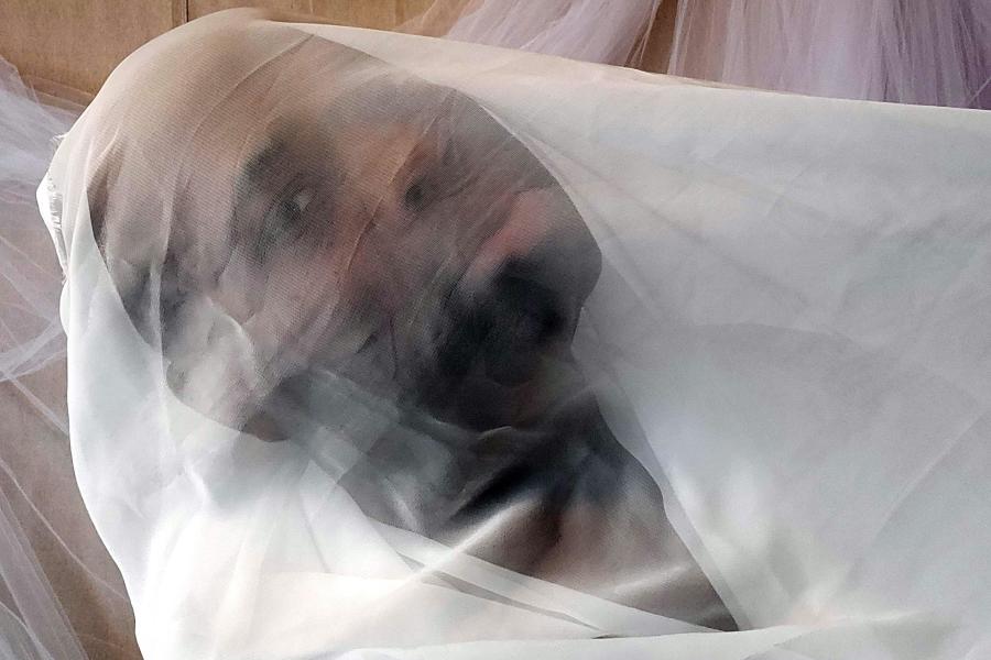 A Black person gazes at the camera through white, sheer fabric.